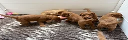 Australian Labradoodle honden te koop: Australian Labradoodle pups van geteste ouders  - Advertentie 11