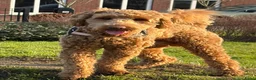 Kruising honden te koop: Medium Double Doodle pups - Advertentie 4