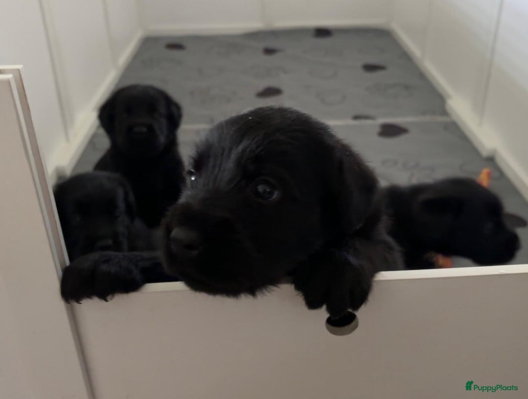 Kruising honden te koop: Puppy’s te koop – Labrador x Riesenschnauzer mix - Advertentie 11