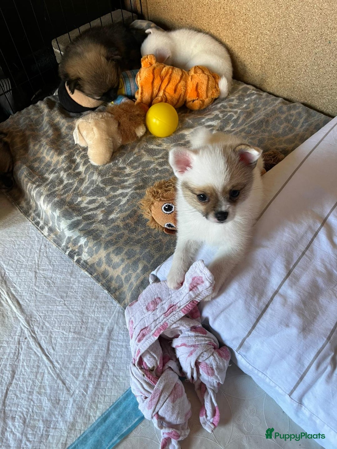 Pomchi honden te koop: Mooie pomchi pups - Afbeelding 8