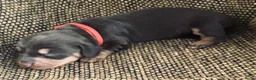 Ruwhaar Teckel honden te koop: Prachtige Standaard Ruwhaar Teckelpuppy’s ,  - Advertentie 7