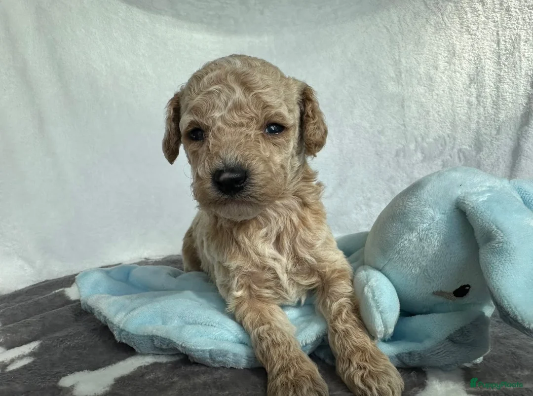 Poedel Toy honden te koop: Prachtig mooie toy poedel pupjes - Advertentie 13