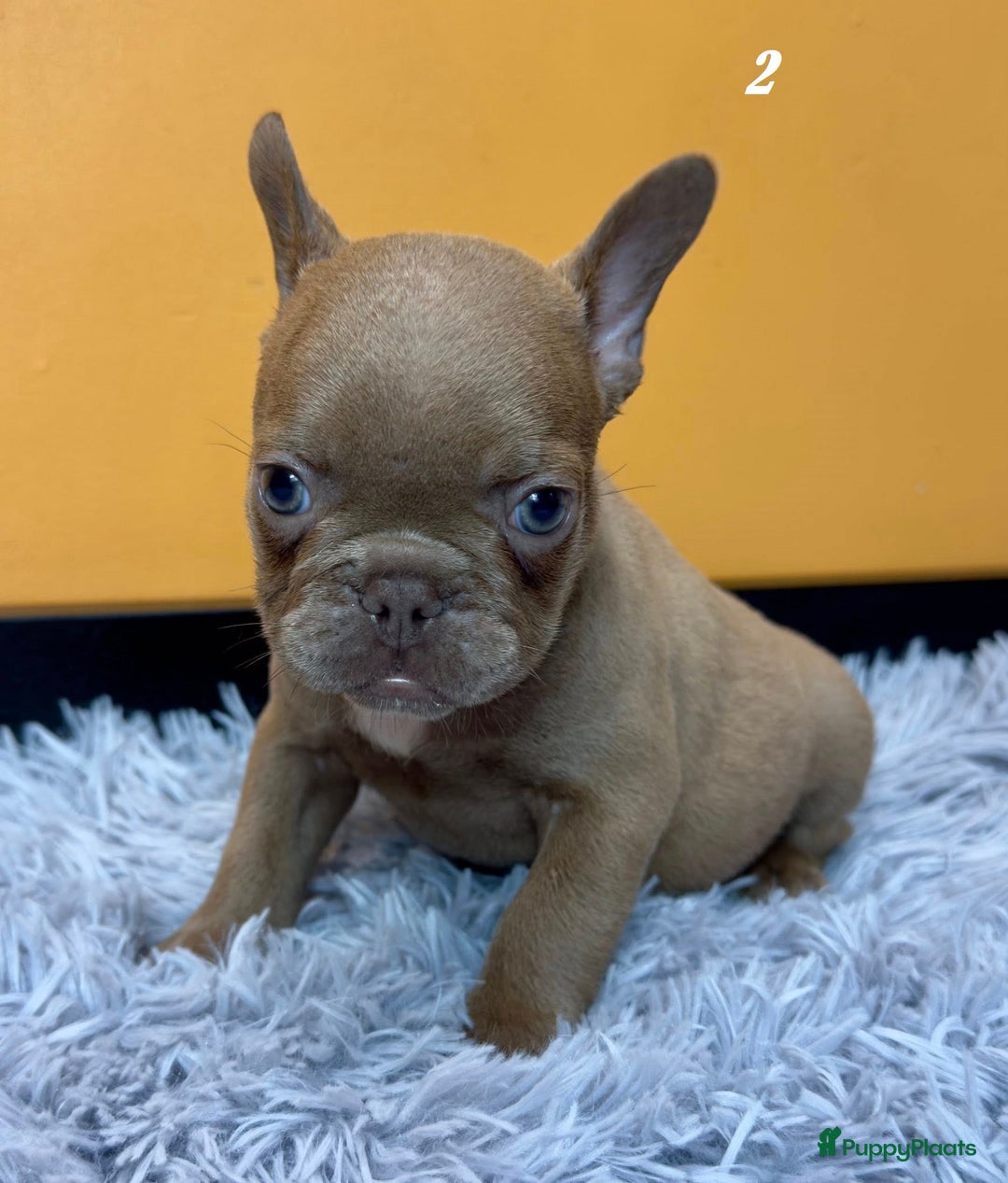 Franse Bulldog honden te koop: Franse bulldog pups - Advertentie 6