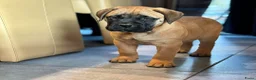 Bullmastiff honden te koop: Bullmastiff  - Advertentie 21