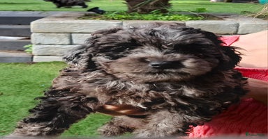 Labradoodle honden - Advertentie 1