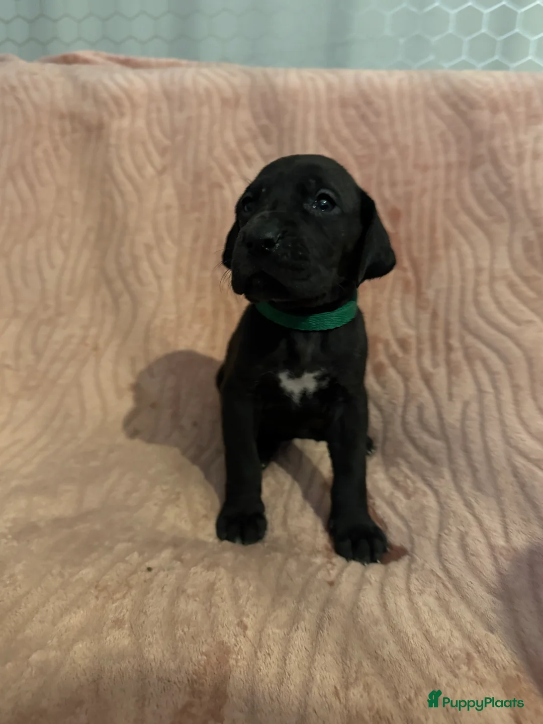 Duitse Dog honden te koop: Duitse dog puppies  - Advertentie 13