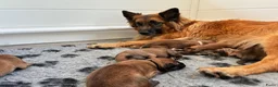 Australian Shepherd honden te koop: Eerste nestje Baskische herders! Voorouder Aussie - Advertentie 4