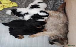 Maltipoo honden te koop: Prachtige pups maltipoo-pomerian in Helmond - Afbeelding 25