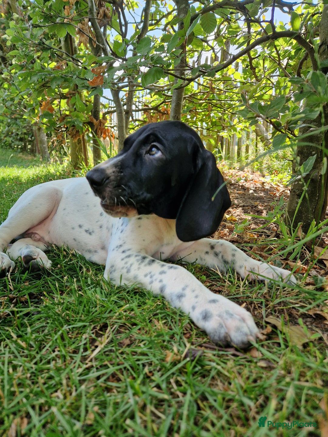 Duitse Staande Hond Korthaar honden te koop: Zindelijke DSK pups met stamboom  in Gelselaar - Afbeelding 3