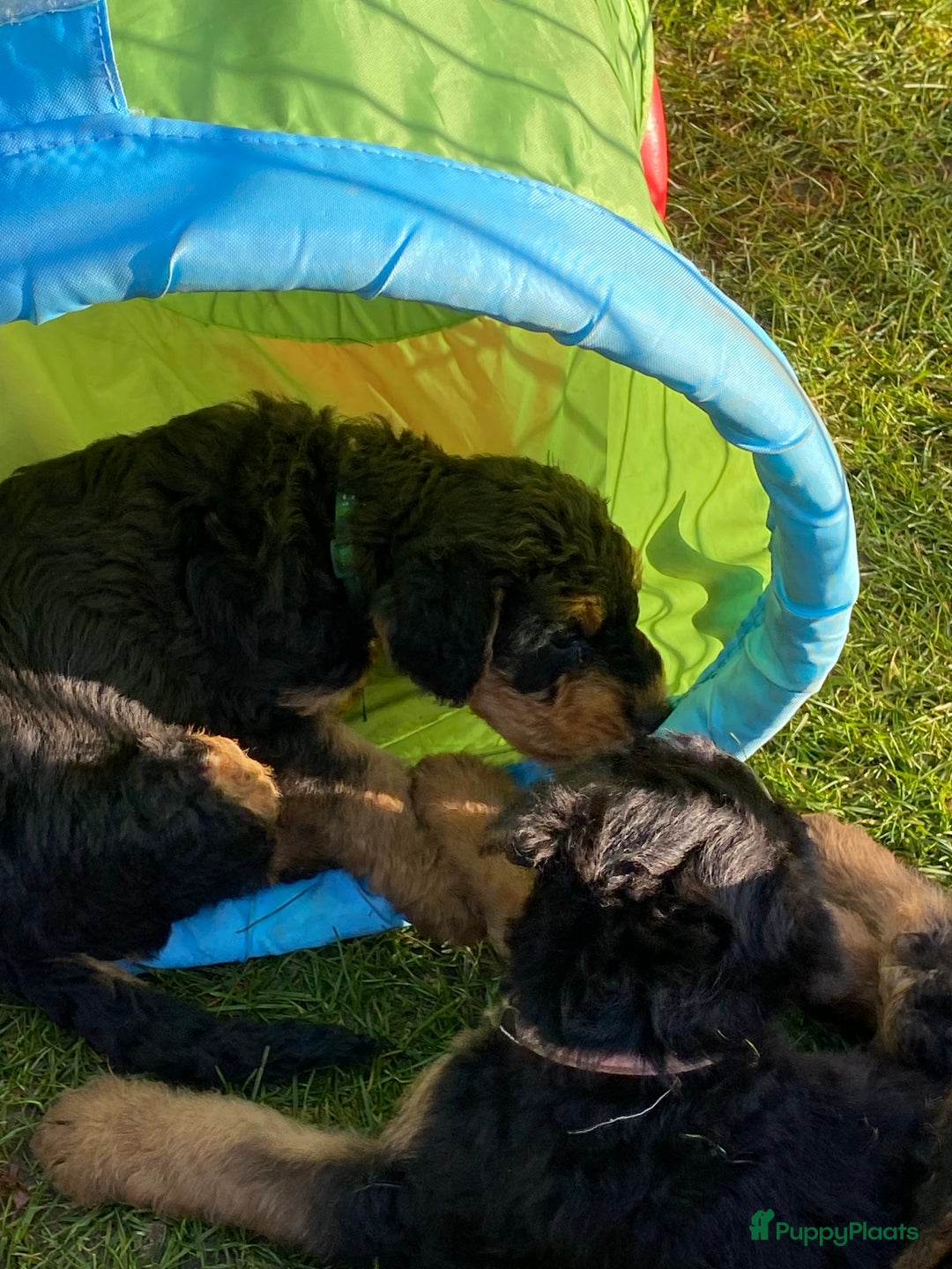 Airedale Terriër honden te koop: Airedale terriër pups  - Advertentie 26