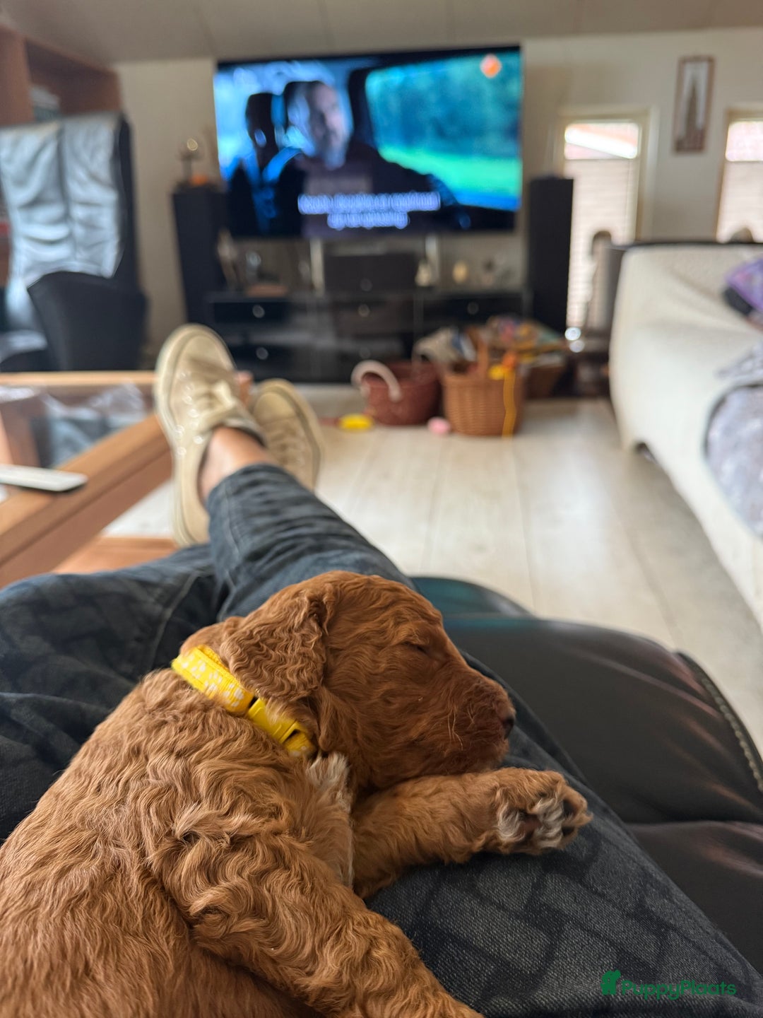 Goldendoodle honden te koop:  Prachtige F3 Doodle Pups van Roos & Sem - Advertentie 18