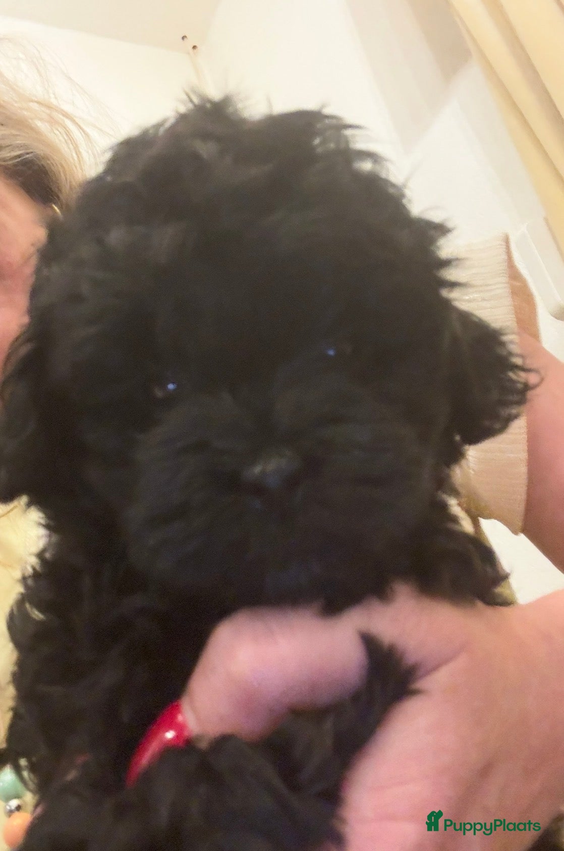 Shihpoo honden Nog twee puppy’s beschikbaar  - Advertentie 17