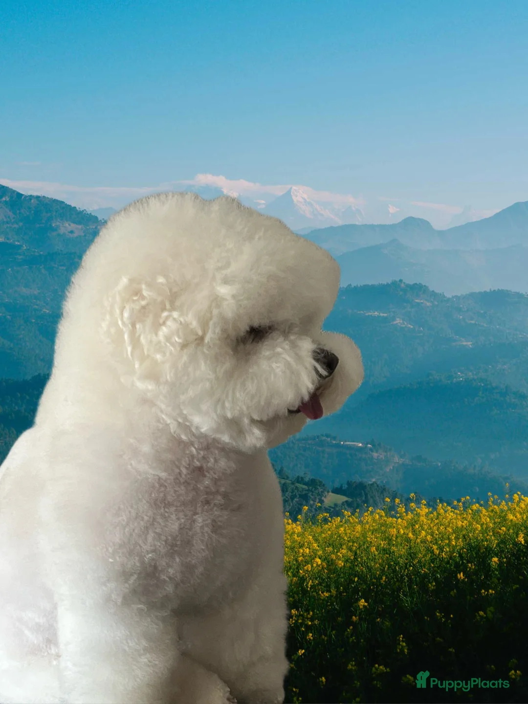 Galerij afbeelding {{count}}