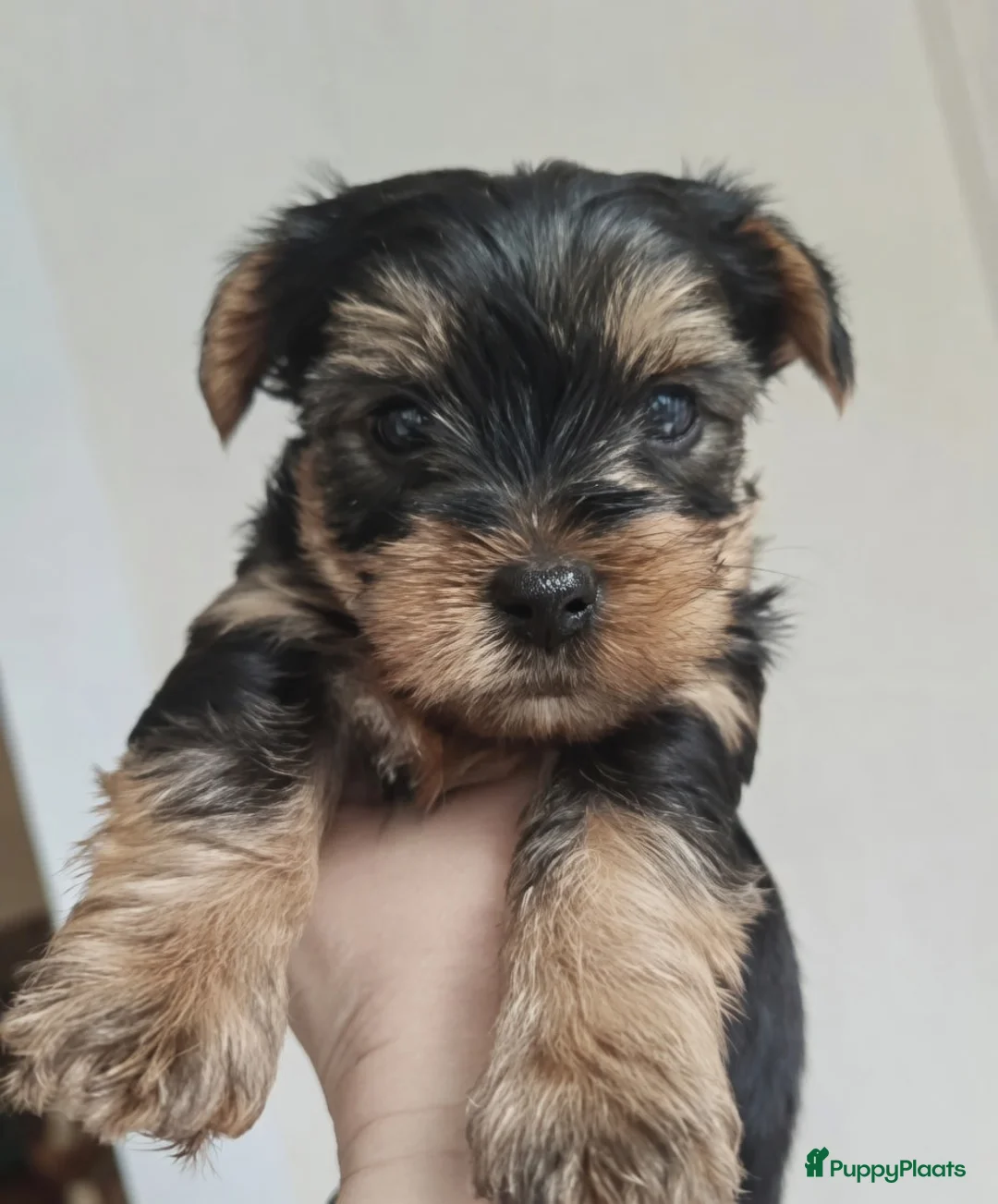 Yorkshire Terriër honden te koop: Yorkshire Terriër pup in Alkmaar - Advertentie 2