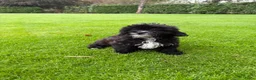 Kruising honden te koop: Boomer x Poedel (Boompoo) pups - Advertentie 19