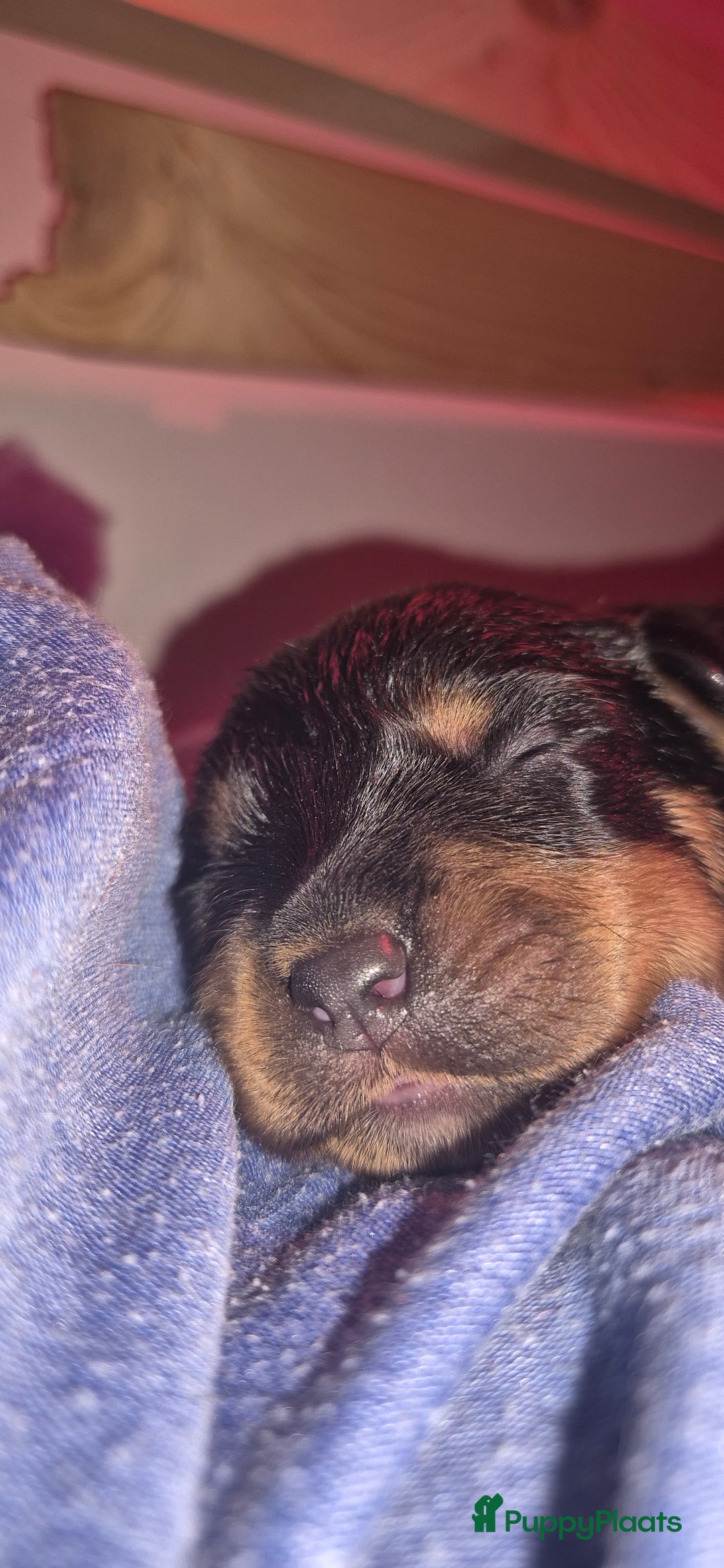 Rottweiler honden te koop: Nest F 27.11.2025 - Advertentie 21