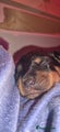 Rottweiler Puppy 7
