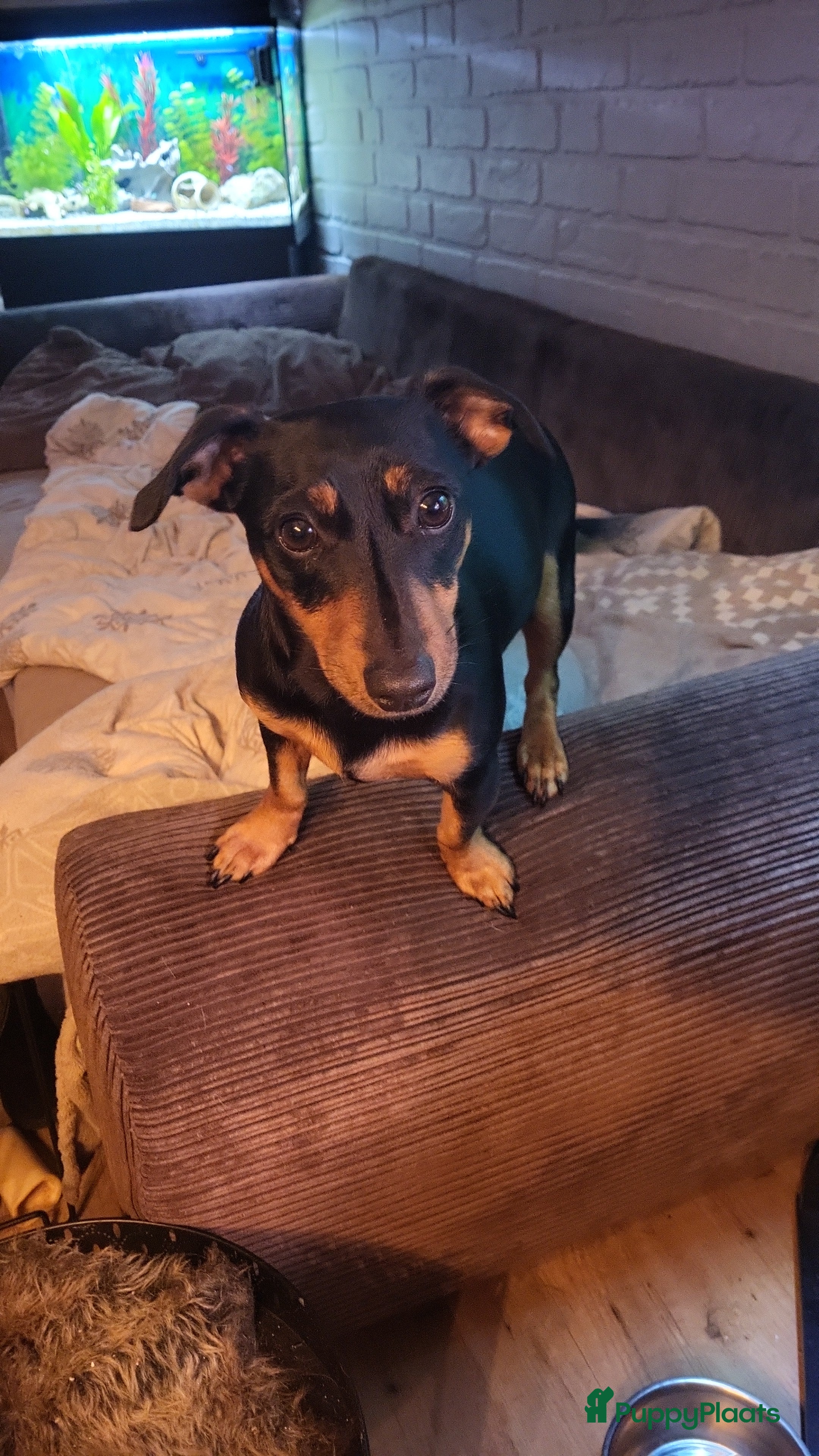 Jack Russel Terriër honden merle pups - Advertentie 2