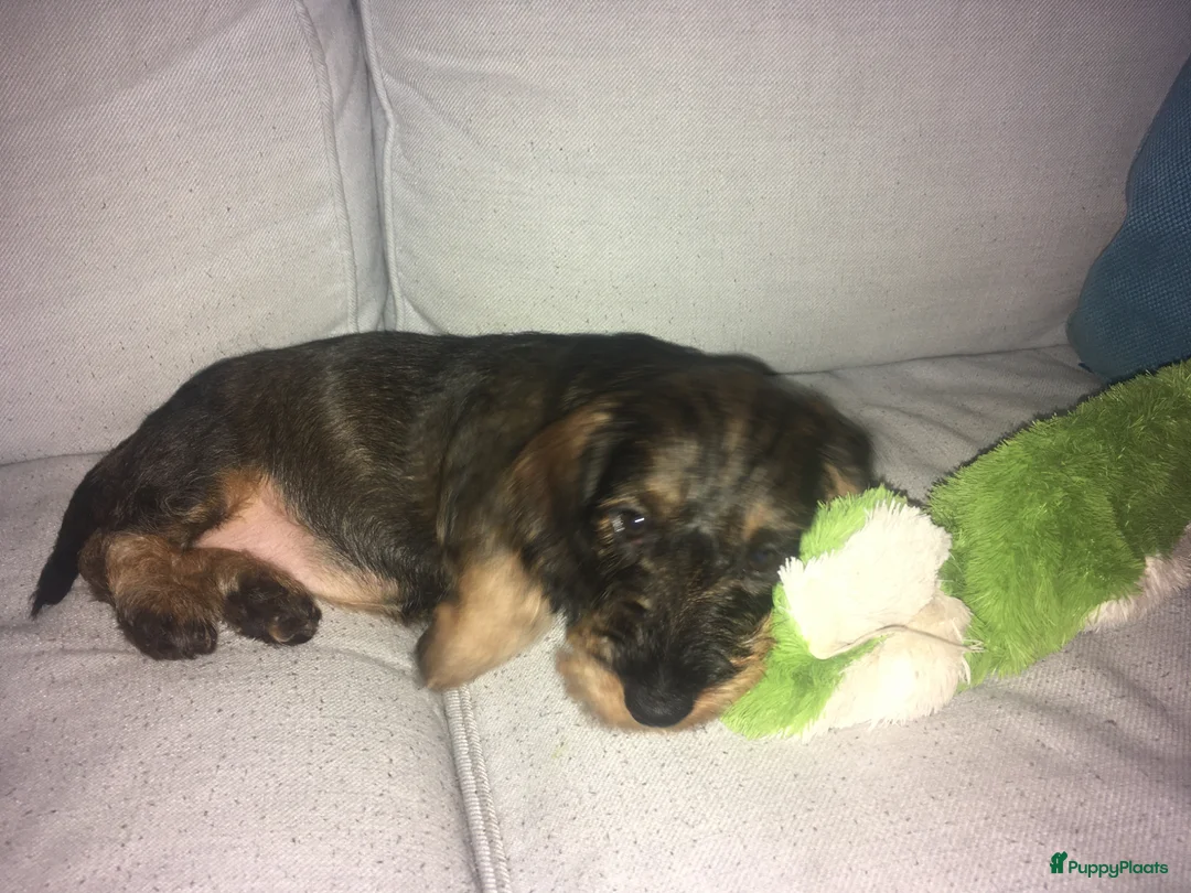 Galerij afbeelding {{count}}