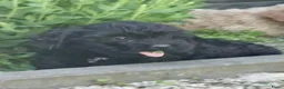Kruising honden te koop: Leuke boomer pups  - Advertentie 8