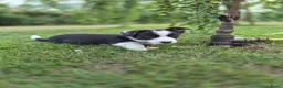 Welsh Corgi Cardigan honden te koop: Welsh corgi pups - mogen vanaf 26 juli direct mee - Advertentie 11