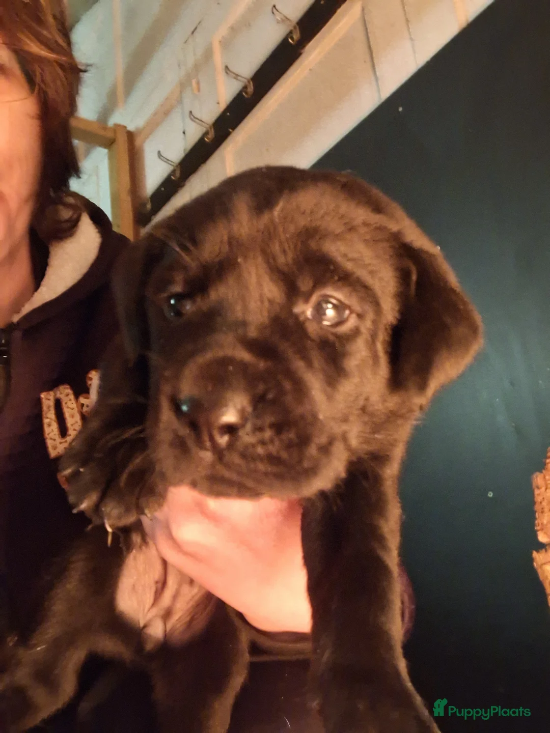 Labrador Retriever honden te koop: Raszuiver labrador pups te reserveren - Advertentie 2