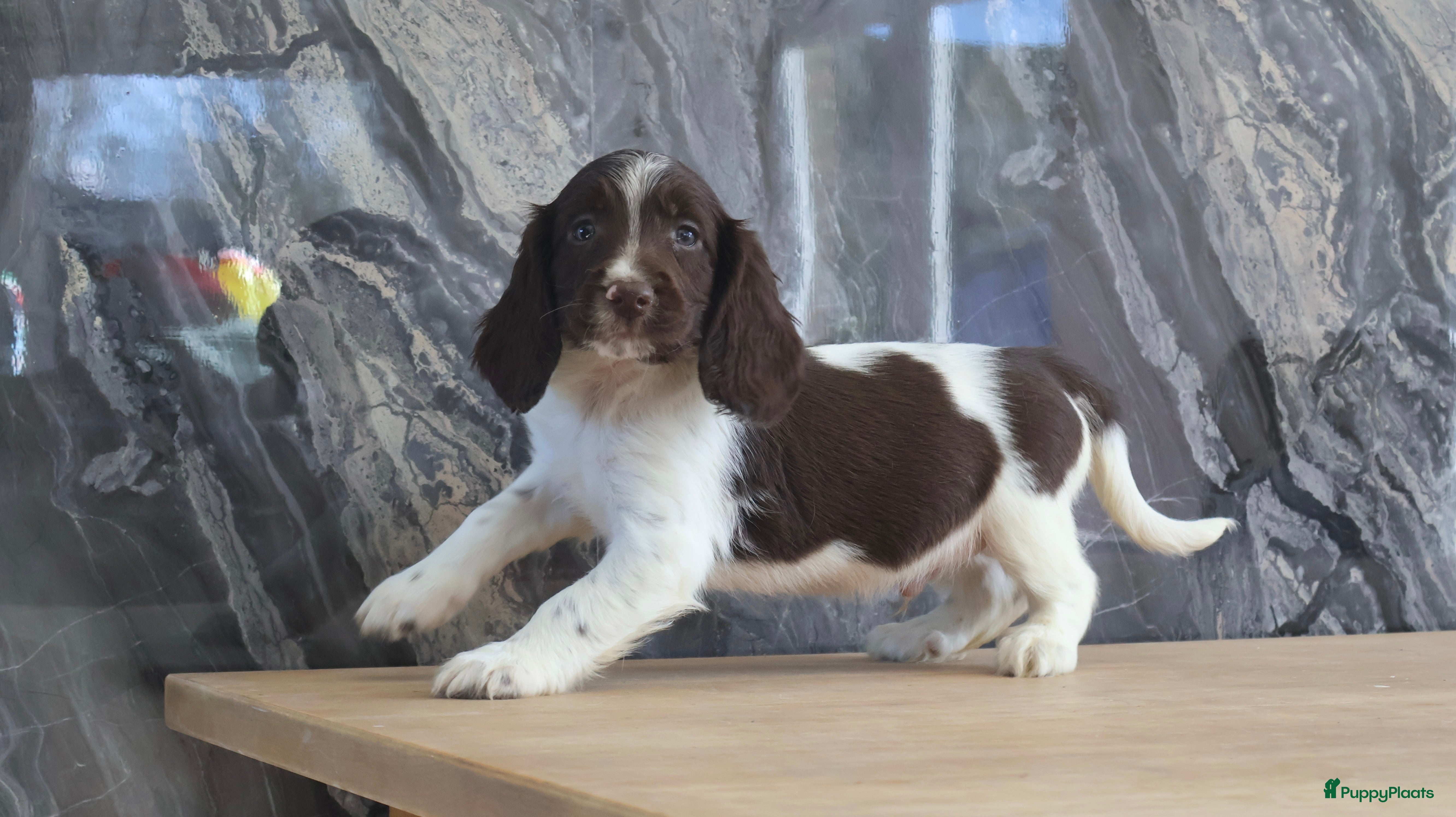 Engelse Springer Spaniel honden Lieve Engelse springer spaniel pups te koop - Advertentie 2
