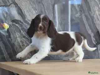 Engelse Springer Spaniel honden Lieve Engelse springer spaniel pups te koop - Advertentie 2