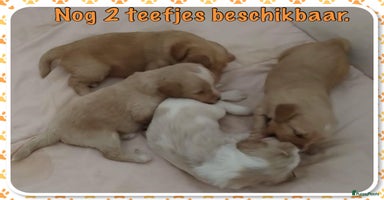 Australian Labradoodle honden in Strijen - Advertentie 5