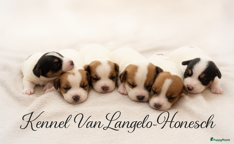 Jack Russel Terriër honden - Advertentie 2