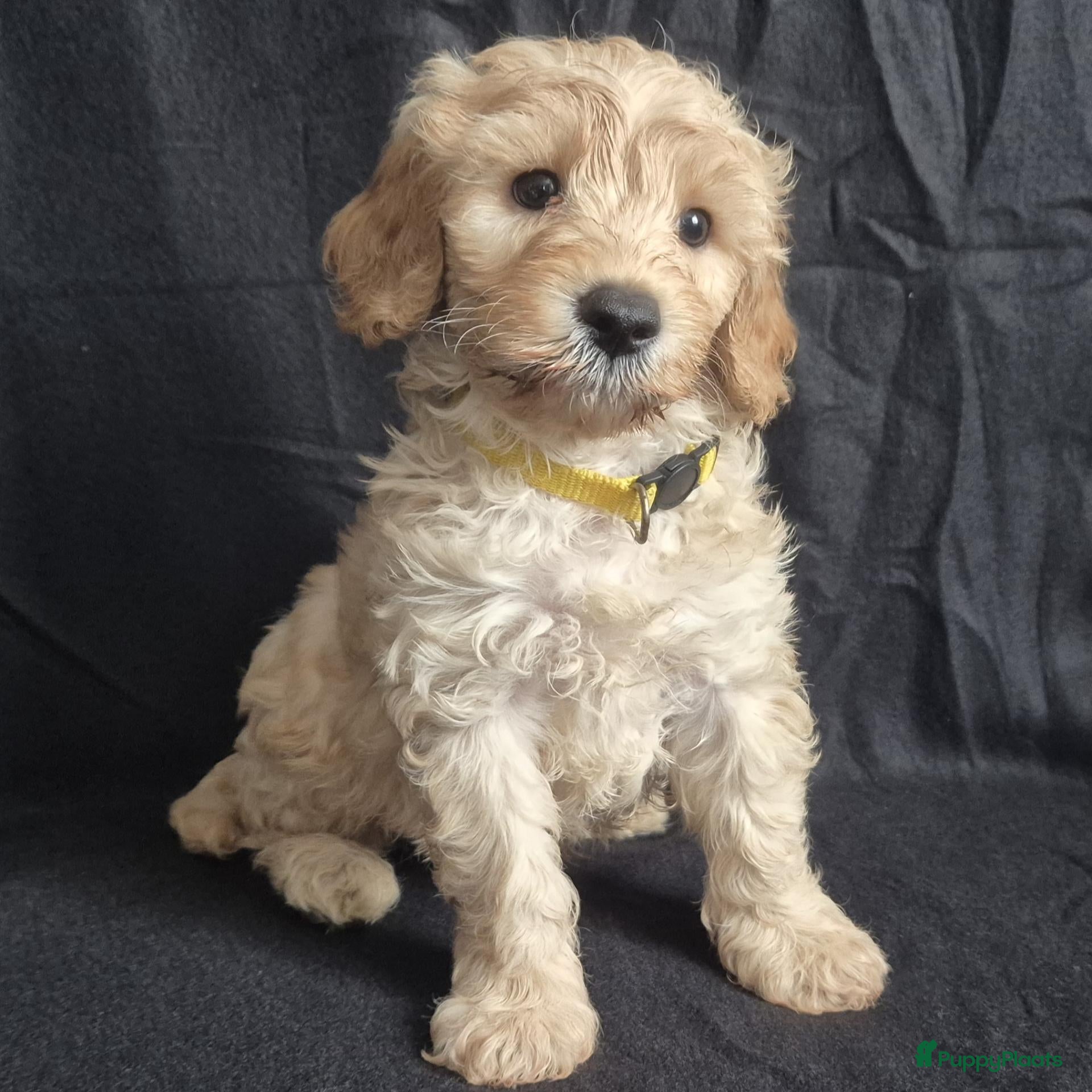 Cockapoo honden Kleine maat cockapoo pupjes - Advertentie 1