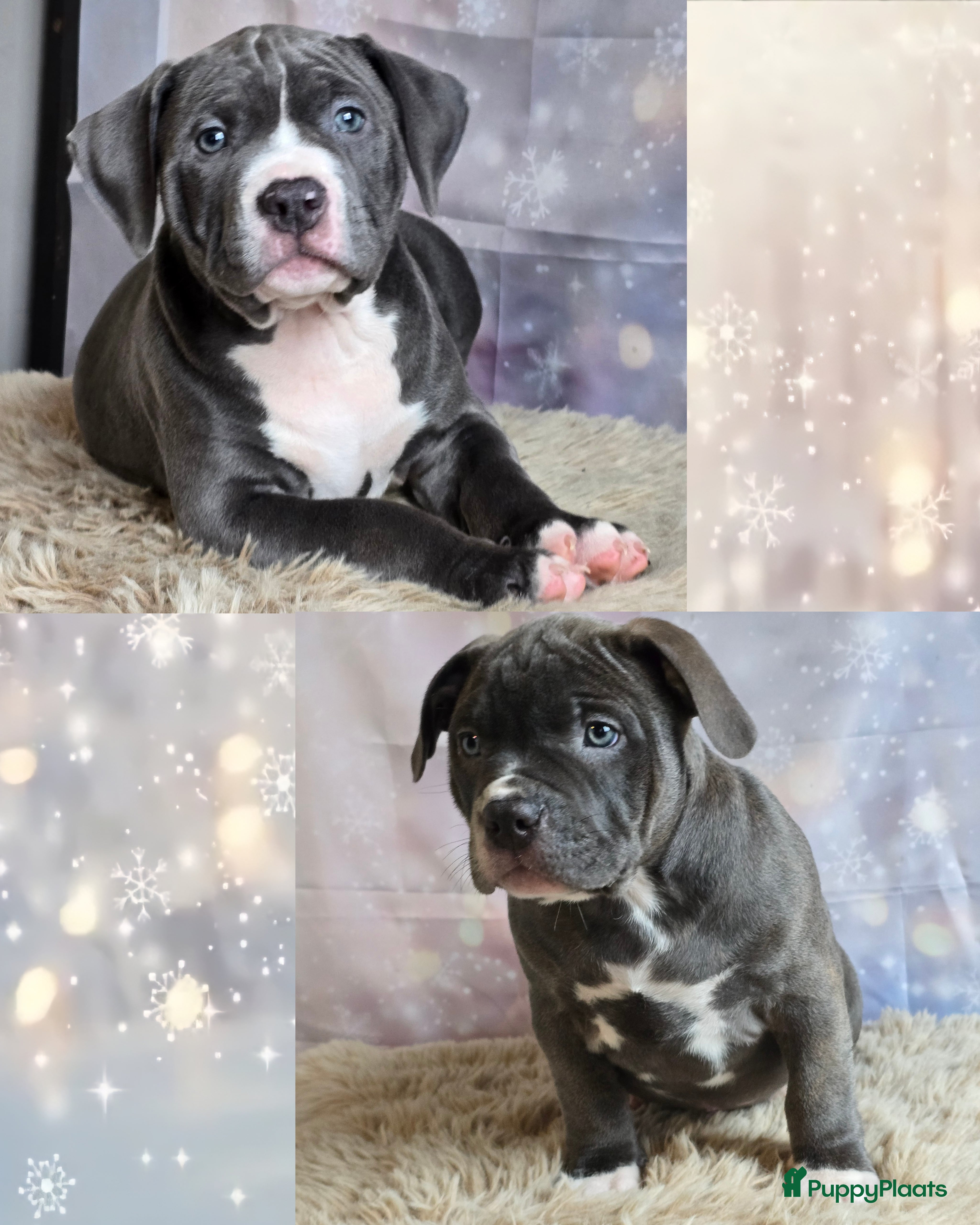 Amerikaanse Bully honden American Bully XL met ABKC stamboom  - Advertentie 1