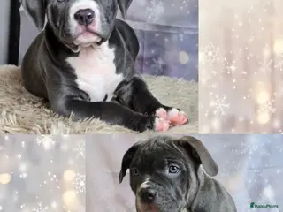 Amerikaanse Bully honden American Bully XL met ABKC stamboom - Advertentie 4