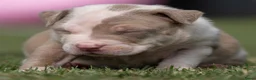 Amerikaanse Bully honden te koop: American Bully XL pup lilac tri - Advertentie 3