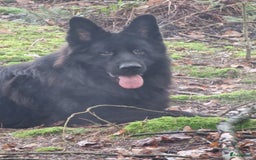 Duitse Herder honden ter dekking: Ermin Von Skorpionblut  in Eindhoven - Afbeelding 1