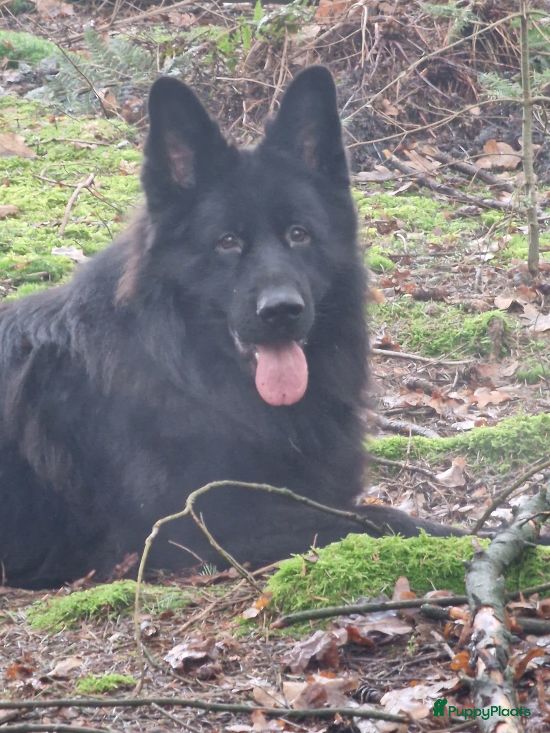 Duitse Herder honden ter dekking: Ermin Von Skorpionblut  in Eindhoven - Afbeelding 1