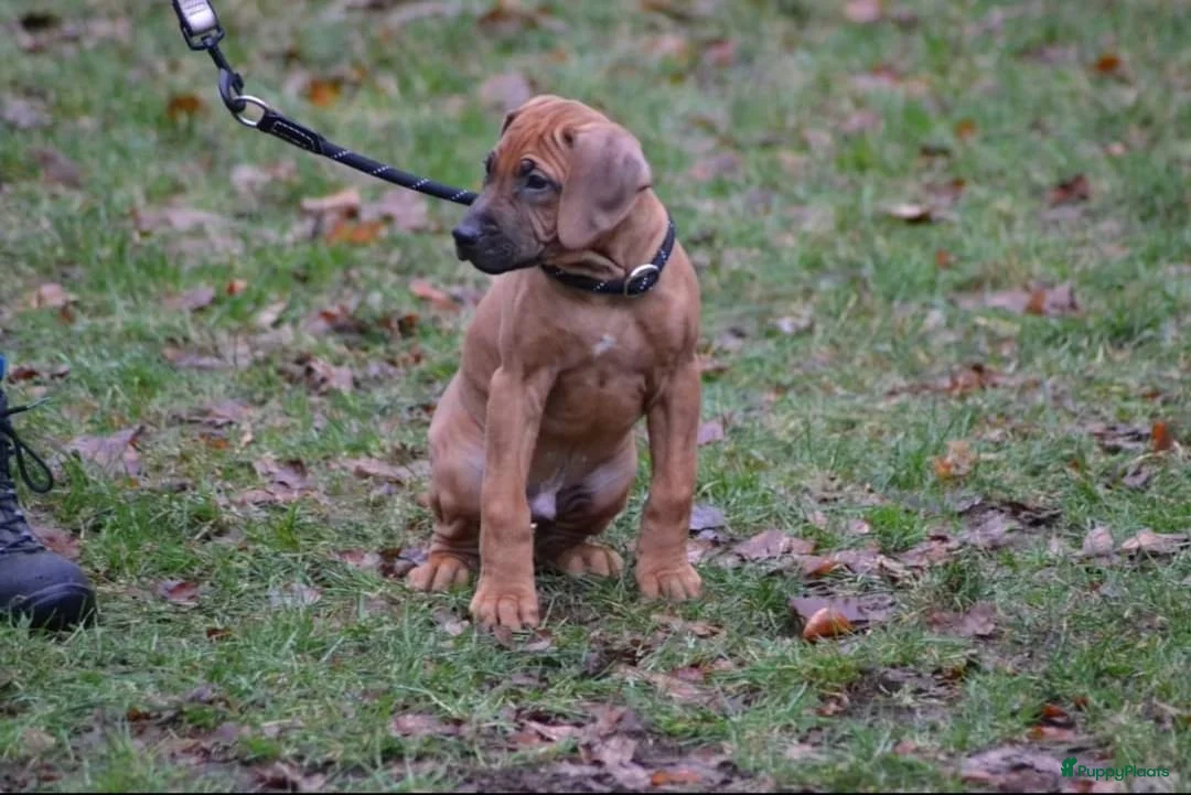 Galerij afbeelding {{count}}