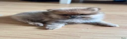 Pomeriaan honden te koop: Prachtige pomeriaan reutjes - Advertentie 8
