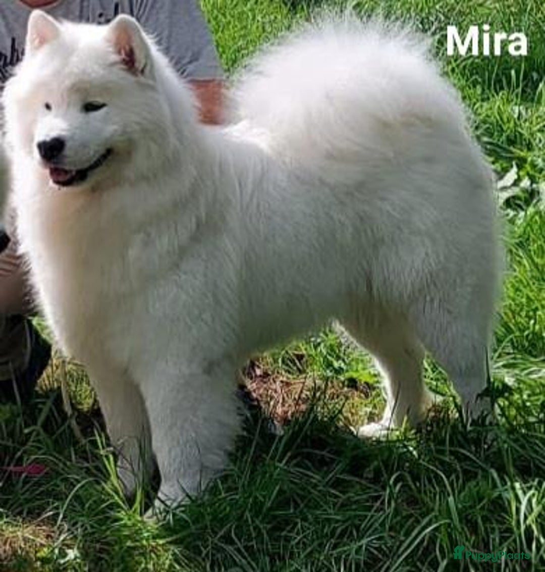 Samojeed honden te koop: Samoyed puppies from titled parents (FCI) - Afbeelding 7