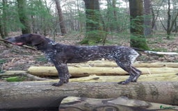 Duitse Staande Hond Korthaar honden te koop: 6 prachtige pups korthaar Duitse Staande  in Oene - Afbeelding 6