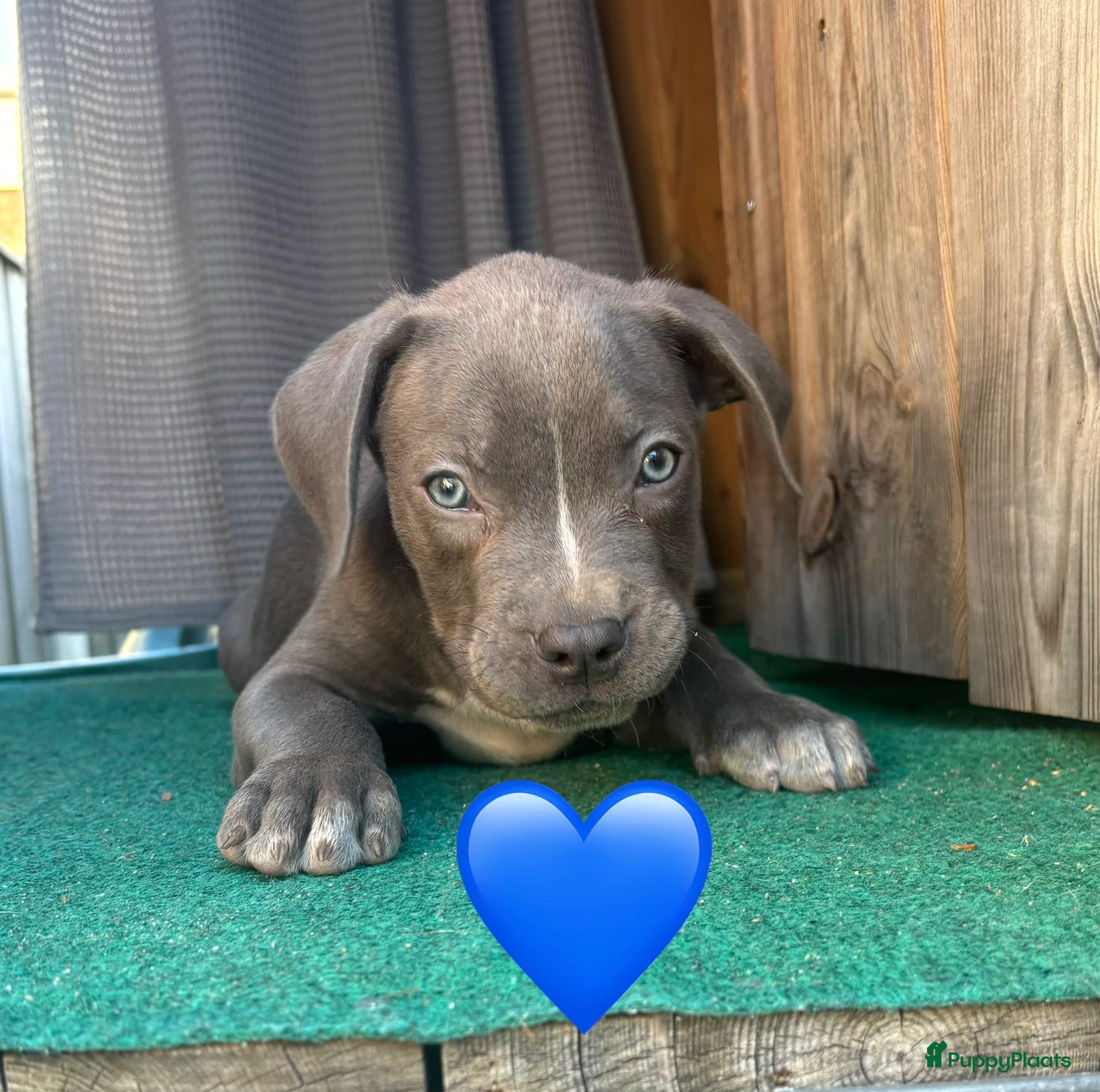 Kruising honden Puppies kruising Mastino  en Bully xl - Advertentie 4