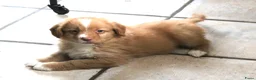 Nova Scotia Duck Tolling Retriever honden te koop: Nova scotia duck tolling retriever pups  - Advertentie 10