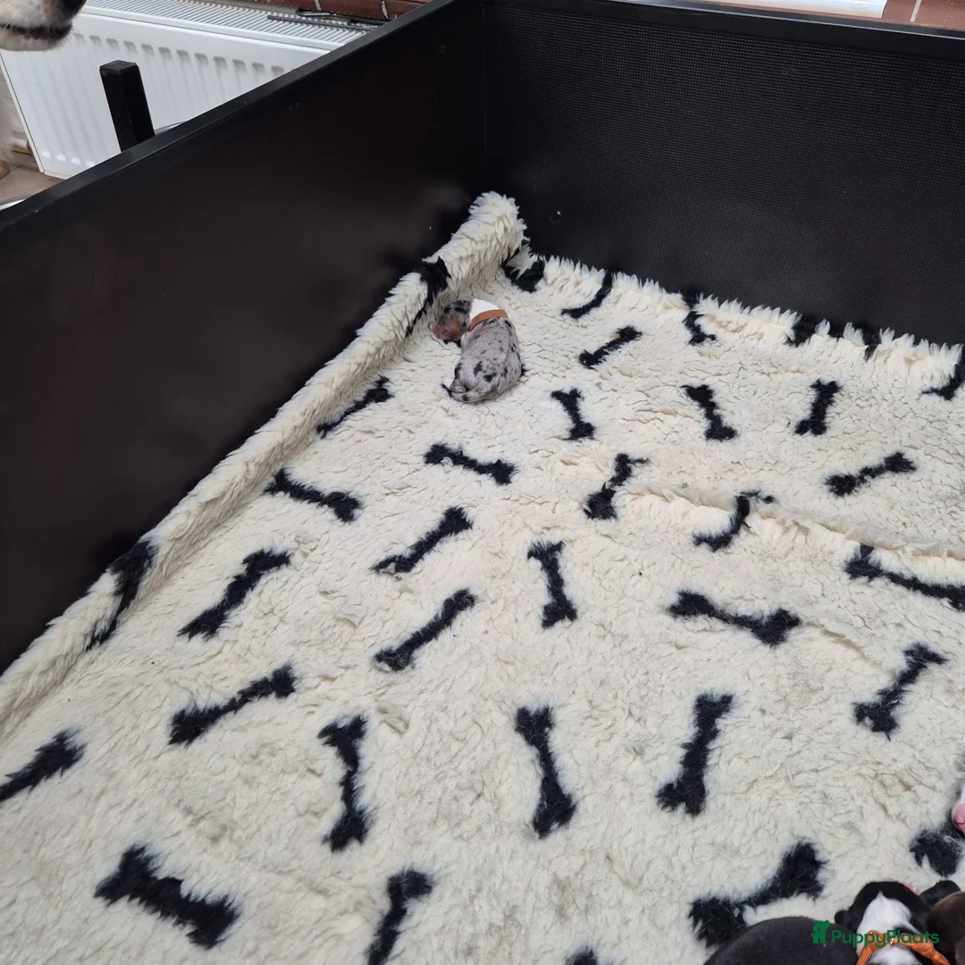 Australian Shepherd honden te koop: 9 prachtige australian shepherd pups geboren - Advertentie 2