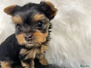 Yorkshire Terriër honden Yorkshire Terriër puppy - Advertentie 16