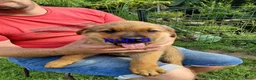 Kruising honden te koop: Rottweiler x moskovitische waakhond - Advertentie 8