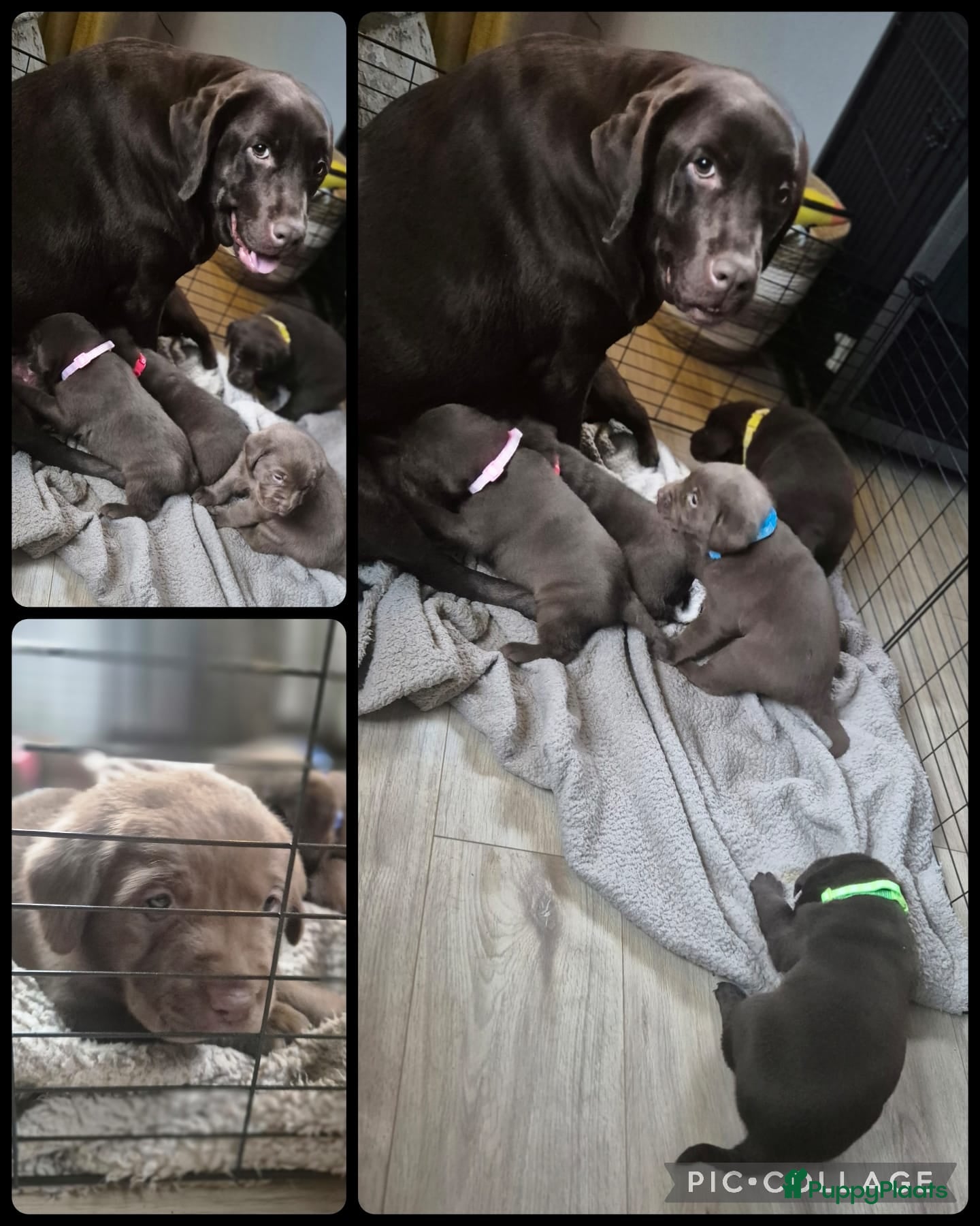 Labrador Retriever honden Chocolade bruine Labrador Pups - Advertentie 3