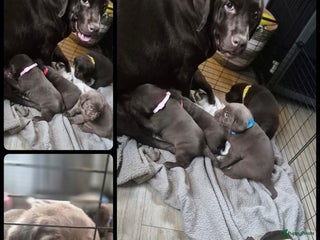 Labrador Retriever honden Chocolade bruine Labrador Pups - Advertentie 15