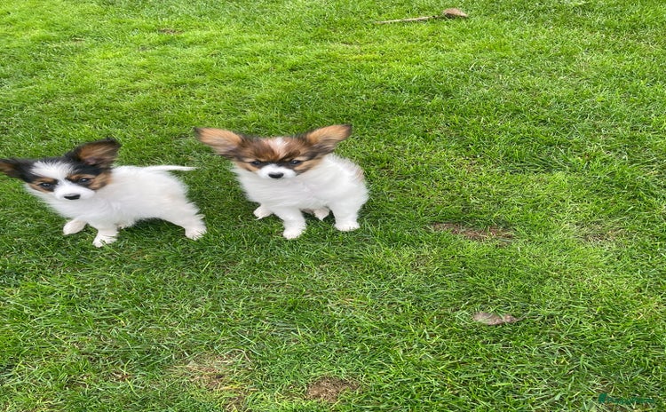 Vlinderhondje honden - Advertentie 1