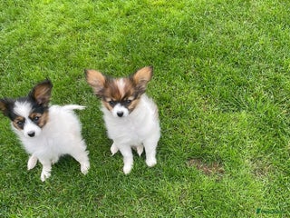 Vlinderhondje honden Papillon pups met FCI stamboom - Advertentie 1