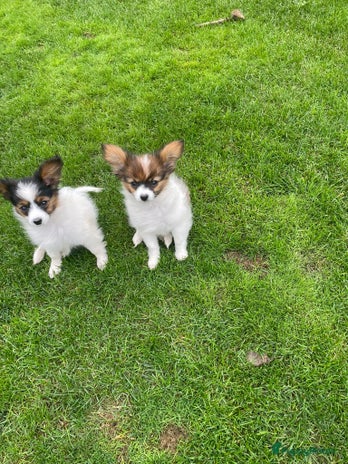 Vlinderhondje honden - Advertentie 1